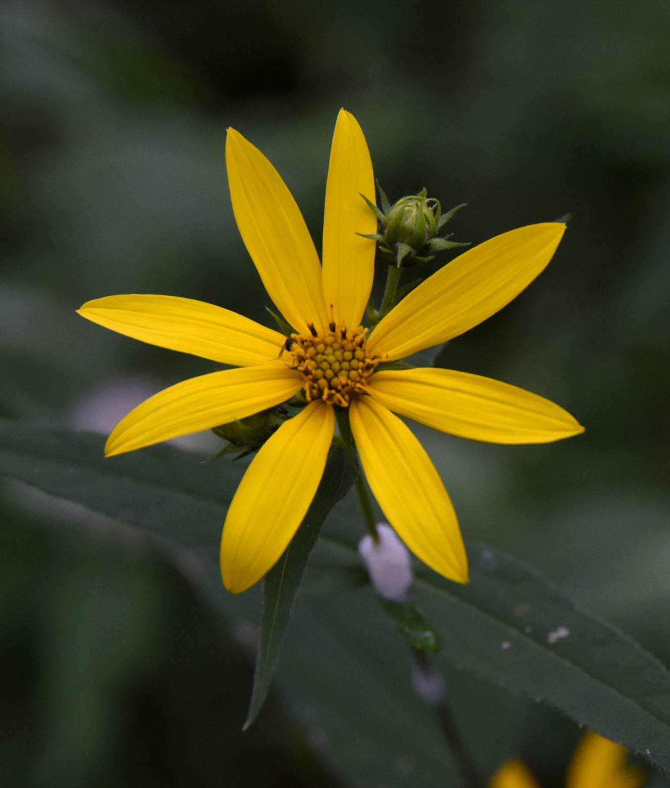 Buffalo Mountain Natural Area Preserve